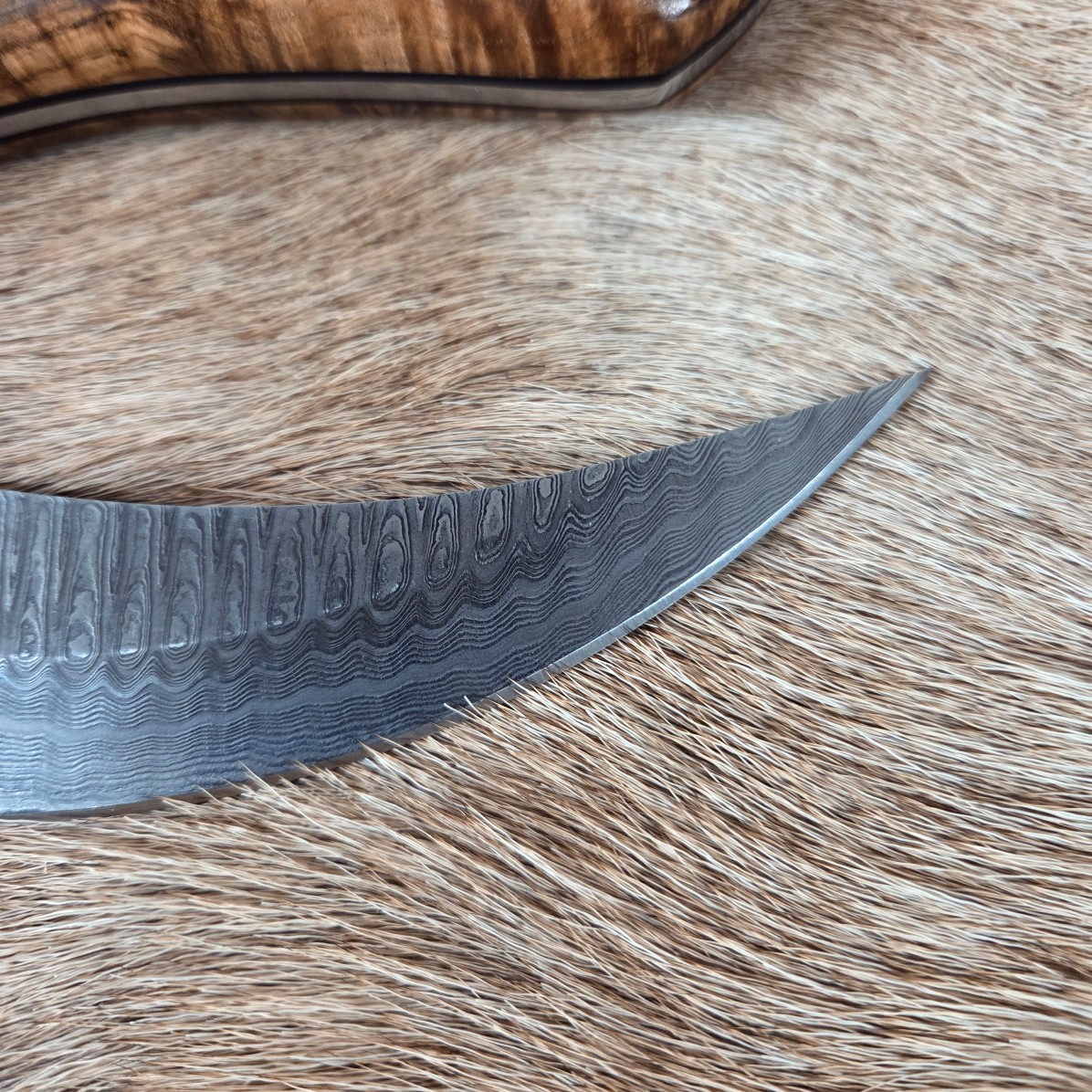 #7018 Beautiful Custom Damascus Ulu - Image 4